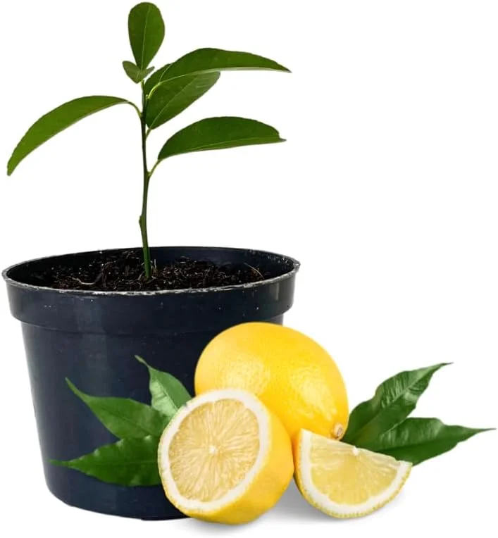 Meyer Lemon Plant Live, 1-2" Potted Perennial Fruit Tree