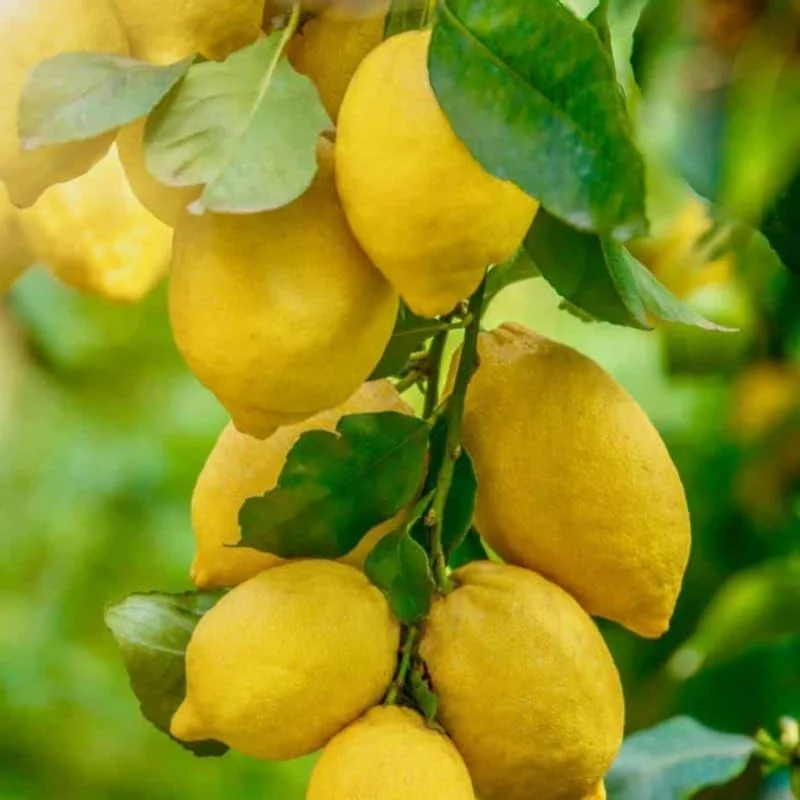 Meyer Lemon Plant Live, 1-2" Potted Perennial Fruit Tree