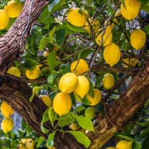 Meyer Lemon Plant Live, 1-2