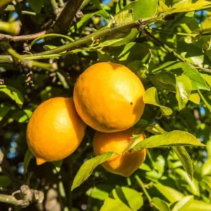 Meyer Lemon Plant Live, 1-2