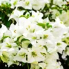 White Bougainvillea Plant Live, Climbing Vine, 4" Pot, White Flowers