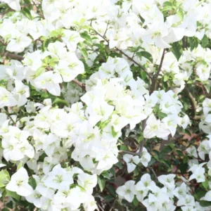 White Bougainvillea Plant Live, Climbing Vine, 4