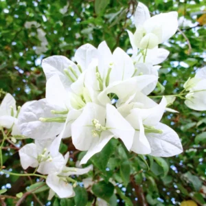White Bougainvillea Plant Live, Climbing Vine, 4