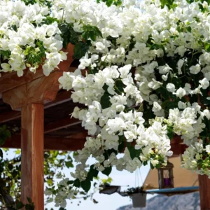 White Bougainvillea Plant Live, Climbing Vine, 4