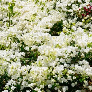 White Bougainvillea Plant Live, Climbing Vine, 4