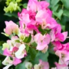 Bougainvillea Plant White Pink - Live Climbing Vine 4" Pot Flowers