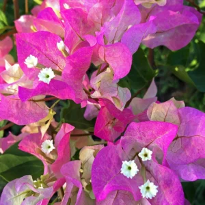 Bougainvillea Plant White Pink - Live Climbing Vine 4