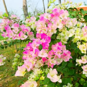 Bougainvillea Plant White Pink - Live Climbing Vine 4