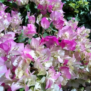 Bougainvillea Plant White Pink - Live Climbing Vine 4