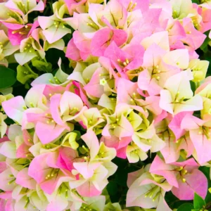 Bougainvillea Plant White Pink - Live Climbing Vine 4