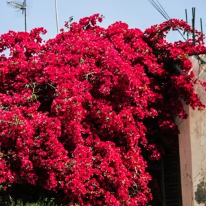 Red Bougainvillea Plant Live - Climbing Vine - 4 Inch Pot - Flowers