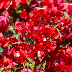 Red Bougainvillea Plant Live - Climbing Vine - 4 Inch Pot - Flowers