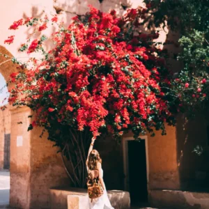Red Bougainvillea Plant Live - Climbing Vine - 4 Inch Pot - Flowers