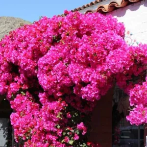 Red Purple Bougainvillea Plant Live - Climbing Vine - 4 inch Pot - Flowers