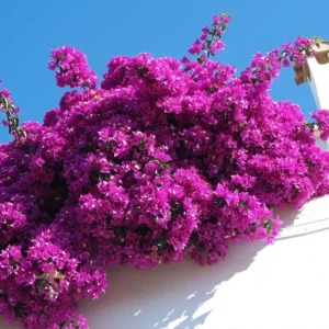 Red Purple Bougainvillea Plant Live - Climbing Vine - 4 inch Pot - Flowers