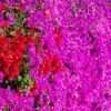Red Purple Bougainvillea Plant Live - Climbing Vine - 4 inch Pot - Flowers