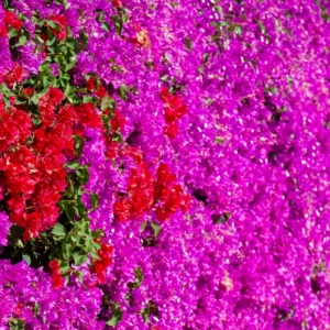 Red Purple Bougainvillea Plant Live - Climbing Vine - 4 inch Pot - Flowers