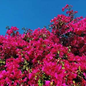 Red Purple Bougainvillea Plant Live - Climbing Vine - 4 inch Pot - Flowers