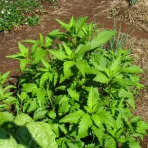 Epazote Plant Live 4