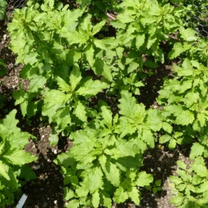 Epazote Plant Live 4