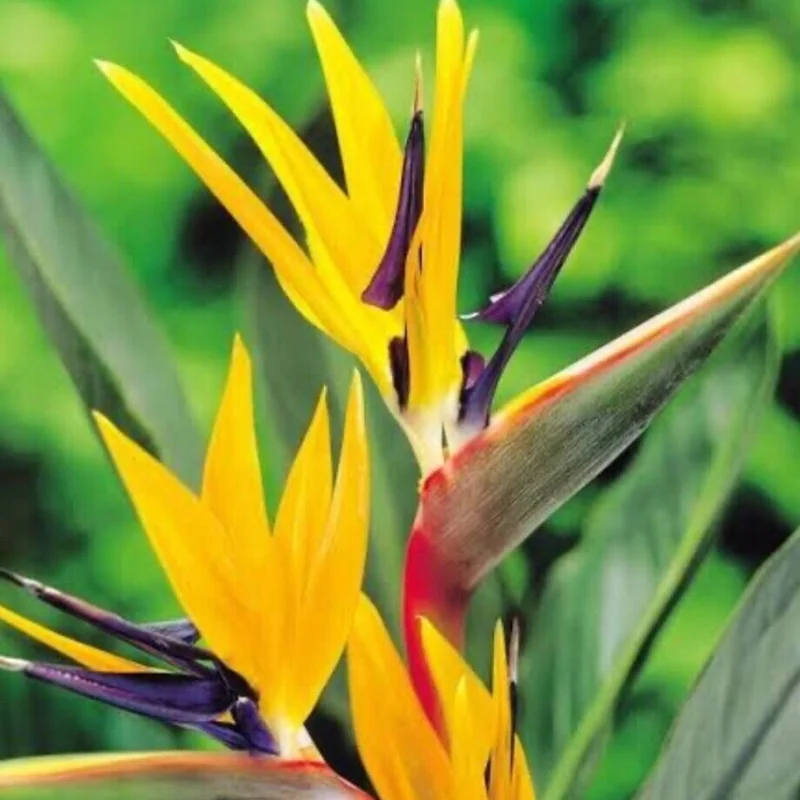 Yellow Bird of Paradise Plant - 4 Inch Pot - Ornamental Live Plant