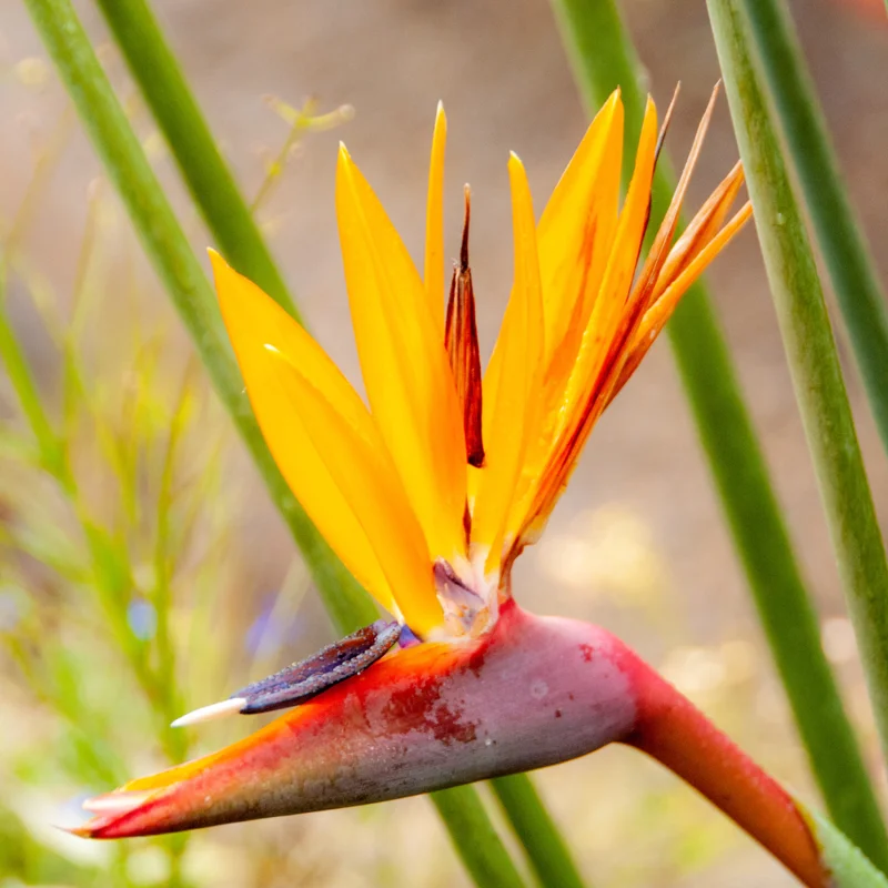 Yellow Bird of Paradise Plant - 4 Inch Pot - Ornamental Live Plant