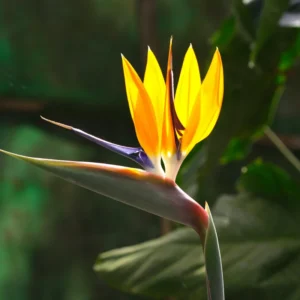 Yellow Bird of Paradise Plant - 4 Inch Pot - Ornamental Live Plant