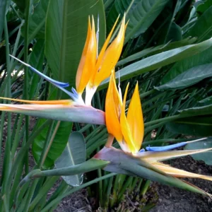 Yellow Bird of Paradise Plant - 4 Inch Pot - Ornamental Live Plant