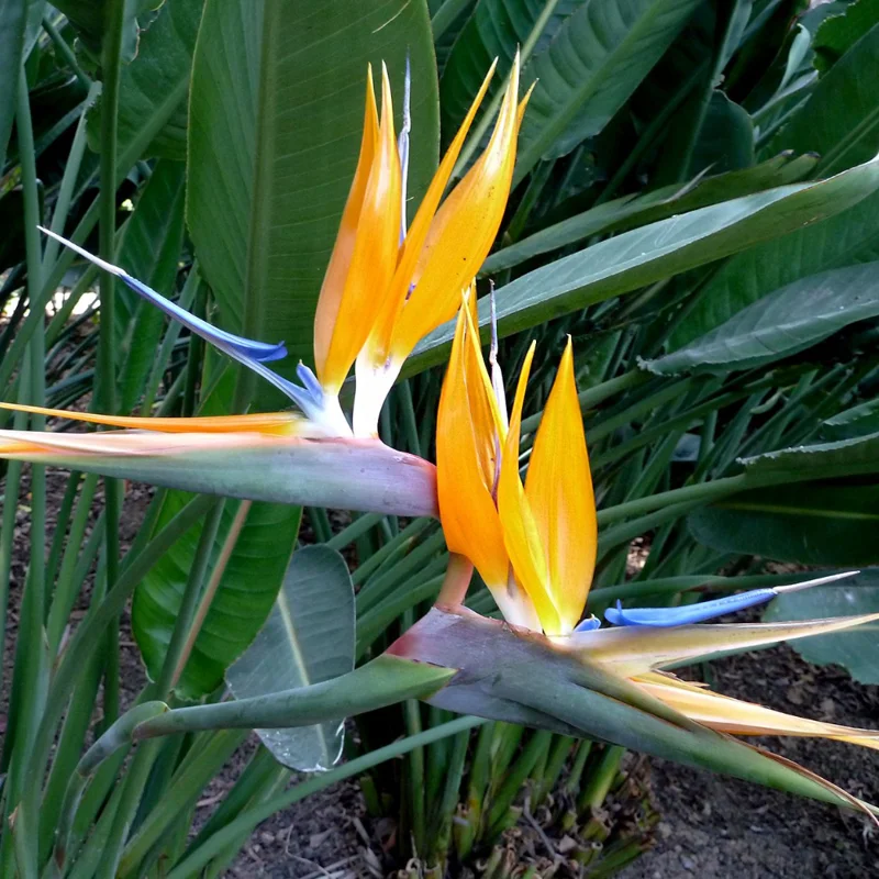 Yellow Bird of Paradise Plant - 4 Inch Pot - Ornamental Live Plant