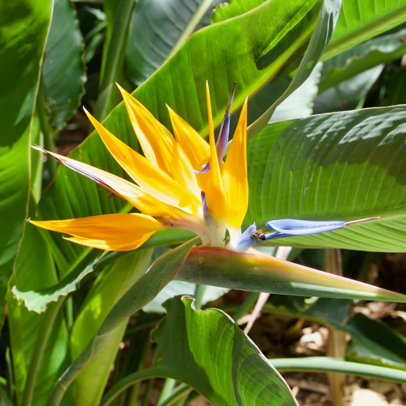 Yellow Bird of Paradise Plant - 4 Inch Pot - Ornamental Live Plant