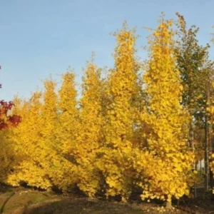 Ginkgo Tree Live Plant - 4 Inch Pot - Ginkgo Plant for Growing