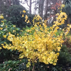 Ginkgo Tree Live Plant - 4 Inch Pot - Ginkgo Plant for Growing