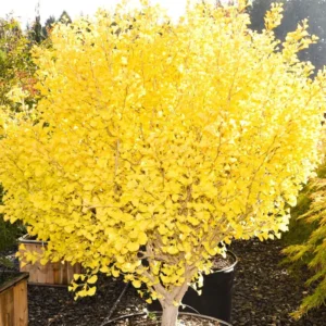 Ginkgo Tree Live Plant - 4 Inch Pot - Ginkgo Plant for Growing