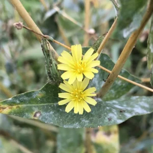 Wild Lettuce Plant Live Herb - 4 inch Pot - Easy to Grow