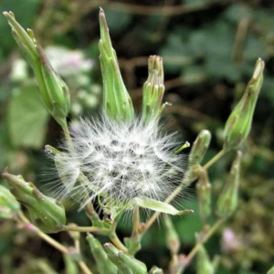 Wild Lettuce Plant Live Herb - 4 inch Pot - Easy to Grow