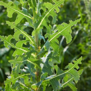 Wild Lettuce Plant Live Herb - 4 inch Pot - Easy to Grow