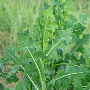 Wild Lettuce Plant Live Herb - 4 inch Pot - Easy to Grow