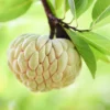 Sugar Apple Tree Live Plant - 8 Inch Tropical Fruit Tree in 3" Pot