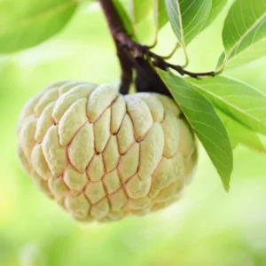 Sugar Apple Tree Live Plant - 8 Inch Tropical Fruit Tree in 3" Pot