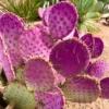 Prickly Pear Cactus Plant Live - 6-8 Inch Purple Pear Cactus - Indoor/Outdoor