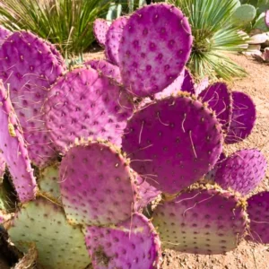 Prickly Pear Cactus Plant Live - 6-8 Inch Purple Pear Cactus - Indoor/Outdoor