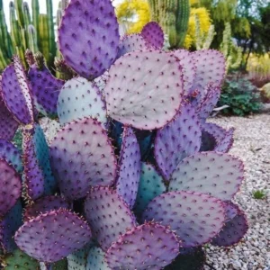 Prickly Pear Cactus Plant Live - 6-8 Inch Purple Pear Cactus - Indoor/Outdoor