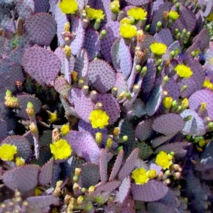 Prickly Pear Cactus Plant Live - 6-8 Inch Purple Pear Cactus - Indoor/Outdoor