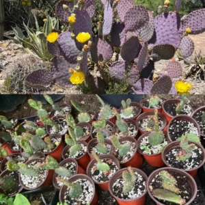 Prickly Pear Cactus Plant Live - 6-8 Inch Purple Pear Cactus - Indoor/Outdoor