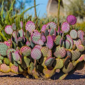 Prickly Pear Cactus Plant Live - 6-8 Inch Purple Pear Cactus - Indoor/Outdoor