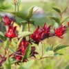 Red Roselle Hibiscus Plant Live - 4 Inch Pot Sorrel Jamaica Hibiscus Flower