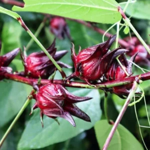 Red Roselle Hibiscus Plant Live - 4 Inch Pot Sorrel Jamaica Hibiscus Flower