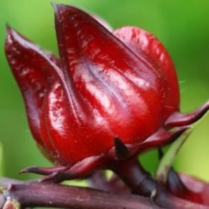 Red Roselle Hibiscus Plant Live - 4 Inch Pot Sorrel Jamaica Hibiscus Flower