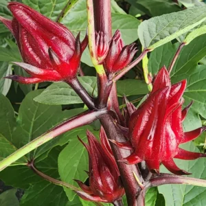 Red Roselle Hibiscus Plant Live - 4 Inch Pot Sorrel Jamaica Hibiscus Flower