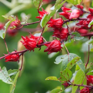 Red Roselle Hibiscus Plant Live - 4 Inch Pot Sorrel Jamaica Hibiscus Flower
